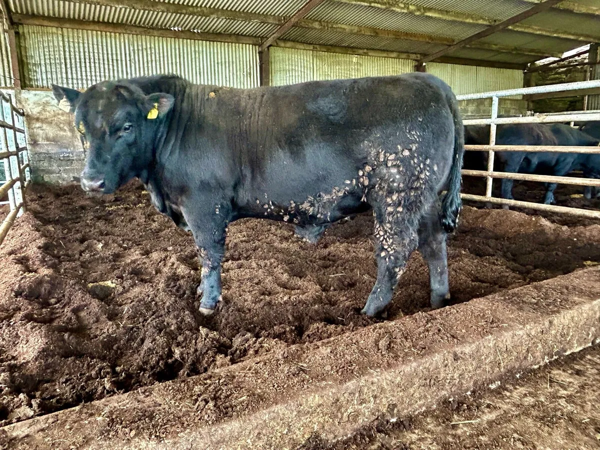 Top Quality Angus Bulls - Image 1