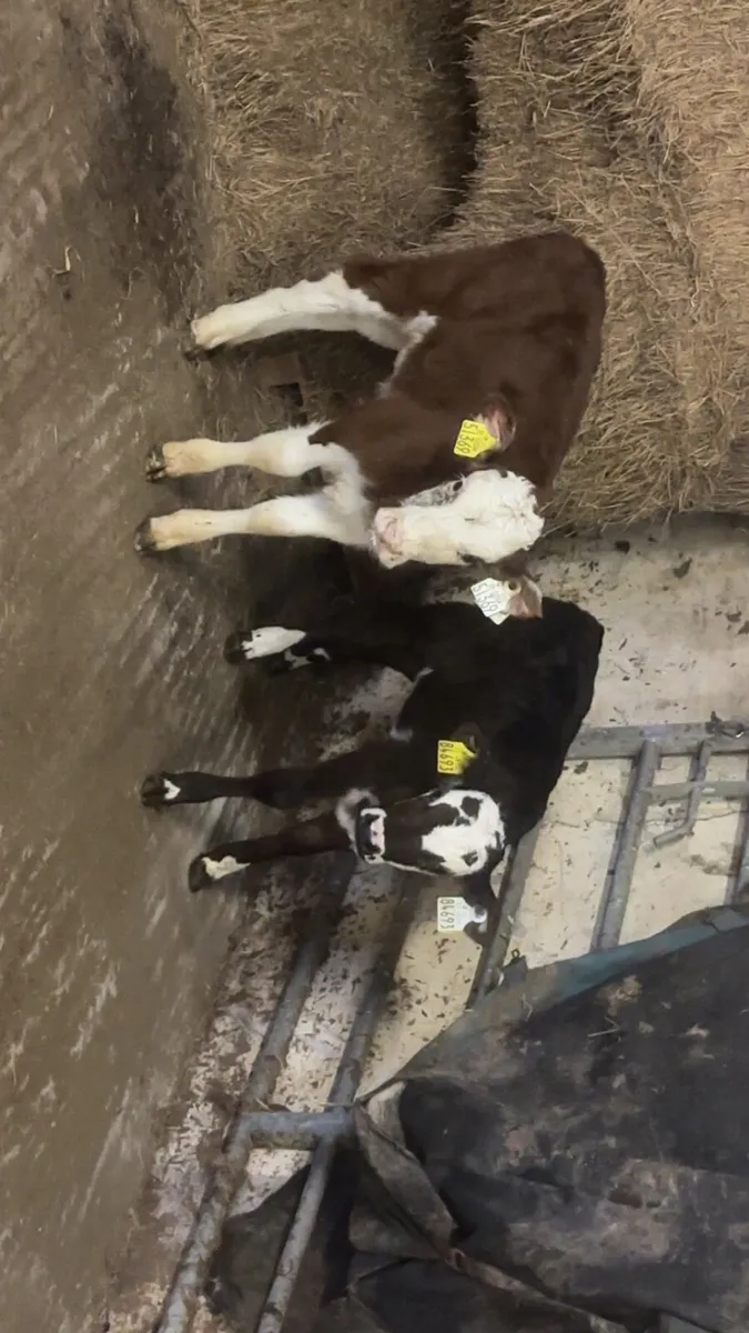 Hereford heifers - Image 1