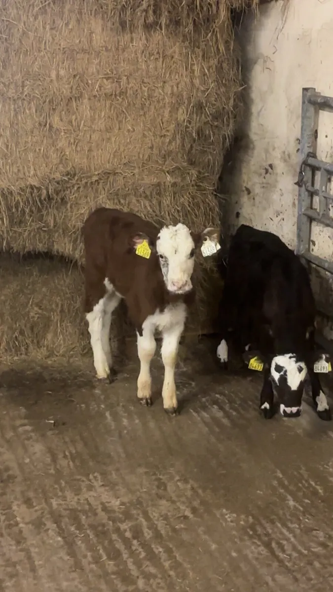 Hereford heifers - Image 2