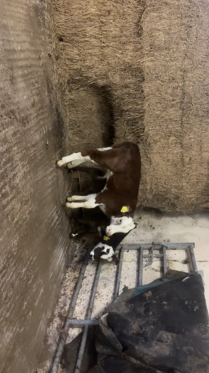 Hereford heifers - Image 3