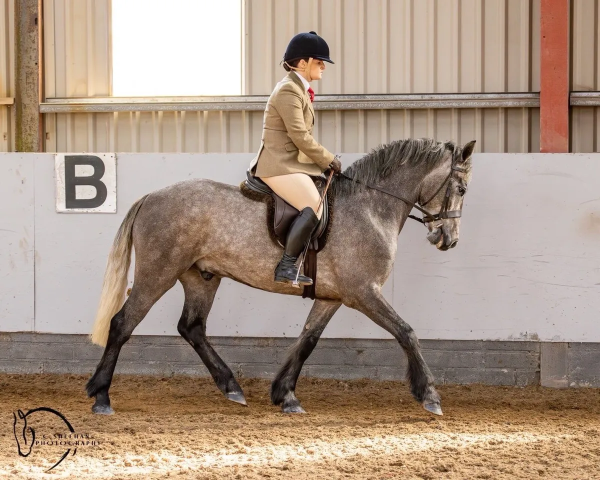 4yo 14.2hh Connemara Gelding - Image 1