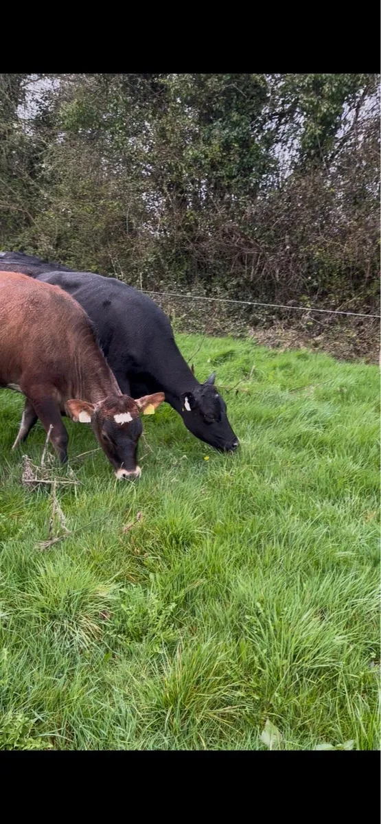 47 Acres to Lease - Image 1