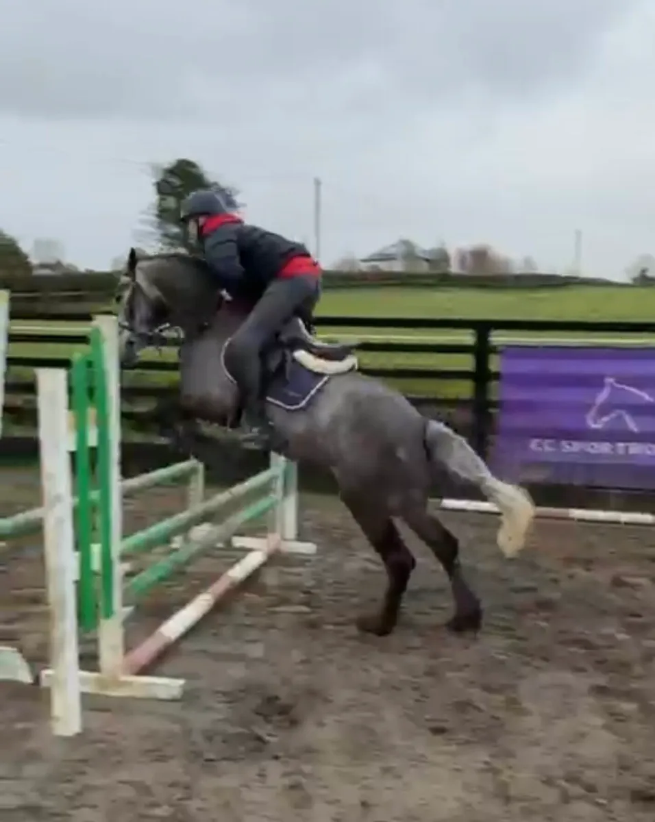 4yo 14.2hh Connemara Gelding - Image 2