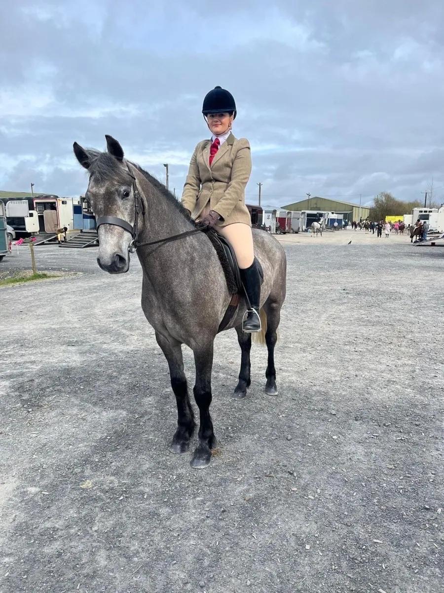 4yo 14.2hh Connemara Gelding - Image 3