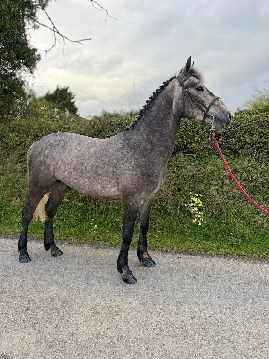 4yo 14.2hh Connemara Gelding - Image 4