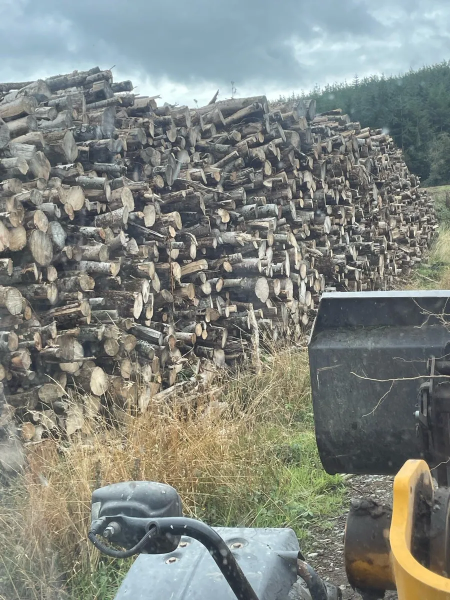 Ash timber - Image 2