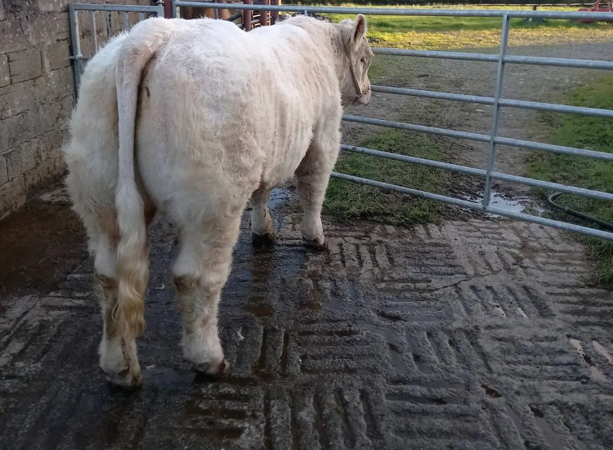Charolais Bull - Image 2