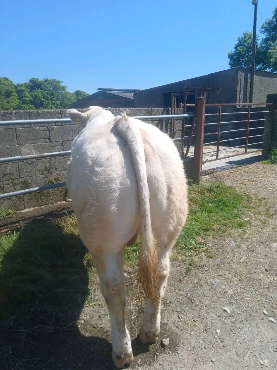 Charolais Bull - Image 1