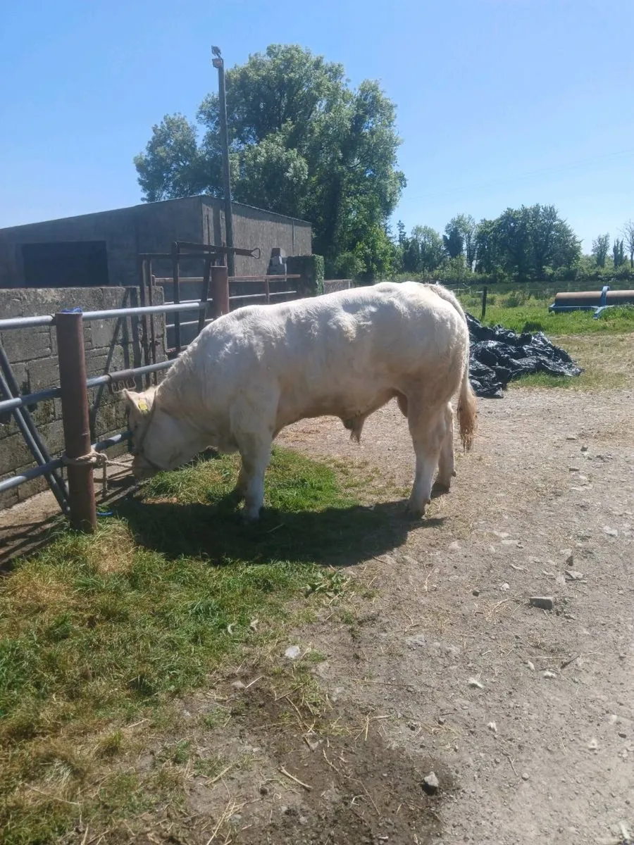 Charolais Bull - Image 3