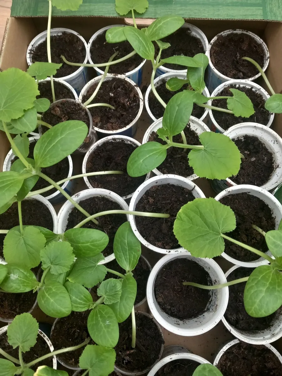 Strawberry tomatoe Courgette Plants - Image 1