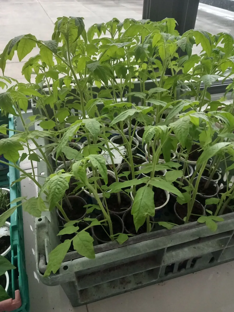 Strawberry tomatoe Courgette Plants - Image 3