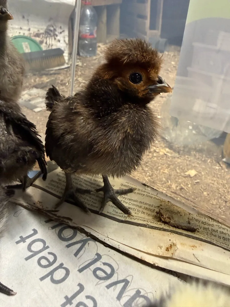 Polish bantam chicks - Image 1