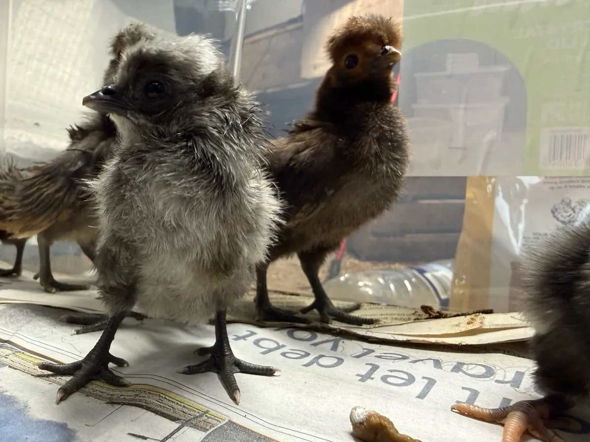 Polish bantam chicks - Image 2