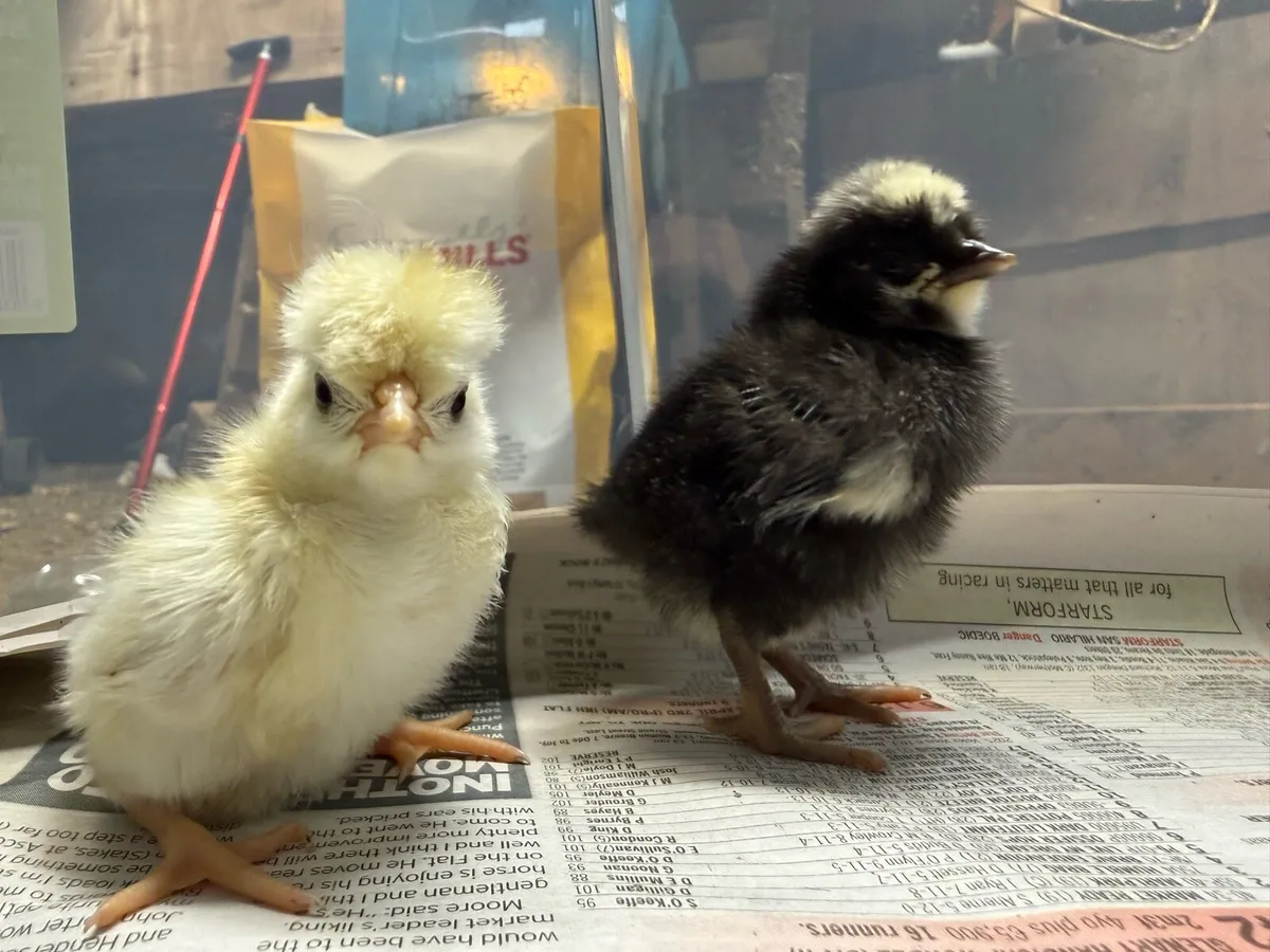 Polish bantam chicks - Image 3