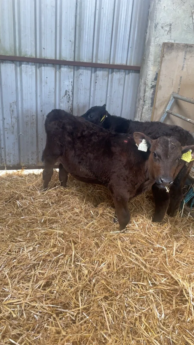 2 weaned Calfs - Image 2
