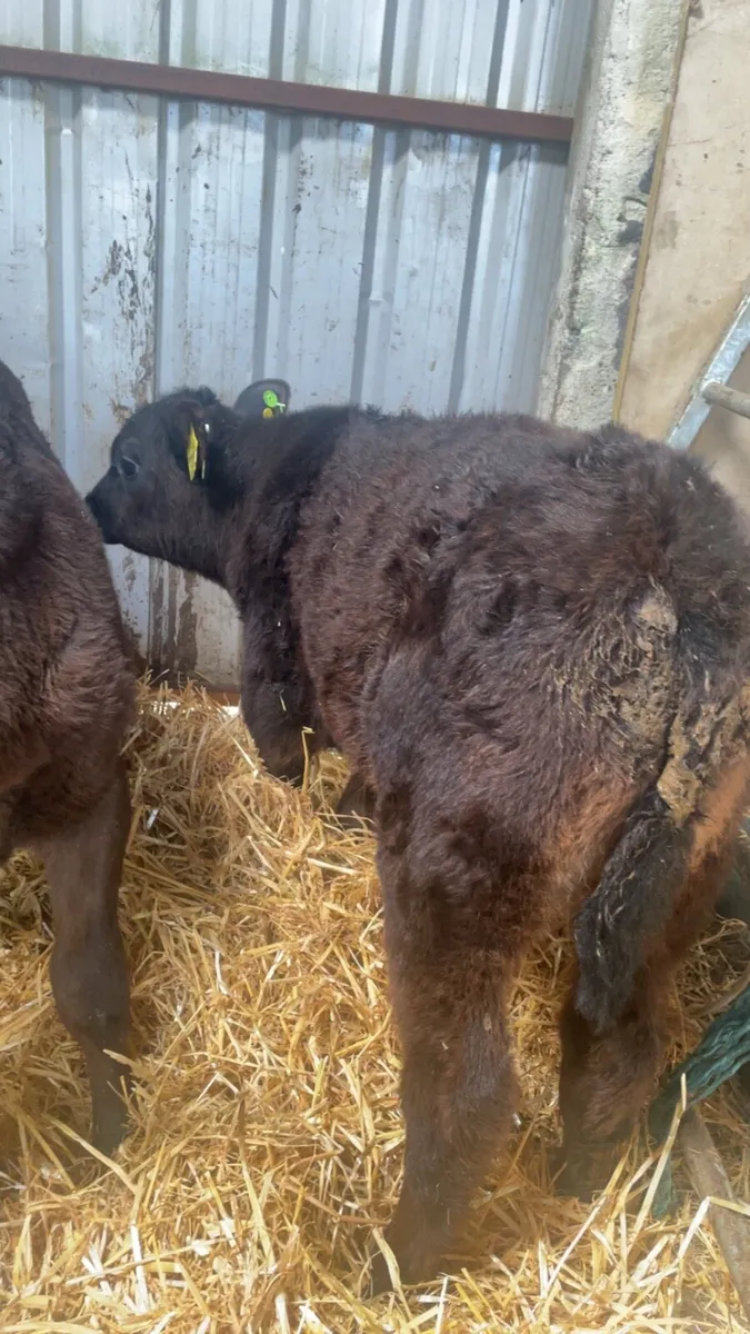 2 weaned Calfs - Image 1