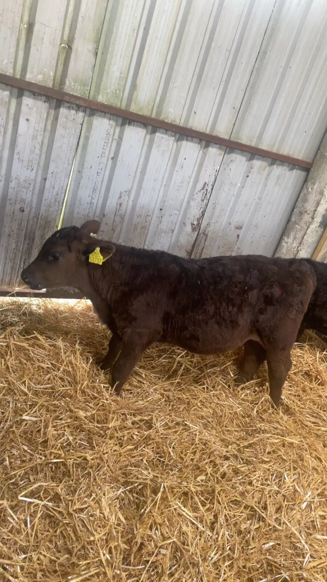 2 weaned Calfs - Image 3