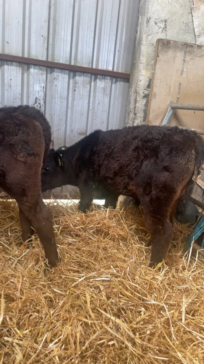 2 weaned Calfs - Image 4