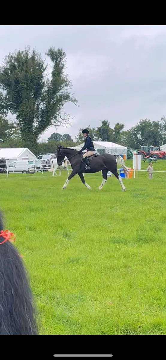 14.2 attractive pony - Image 2