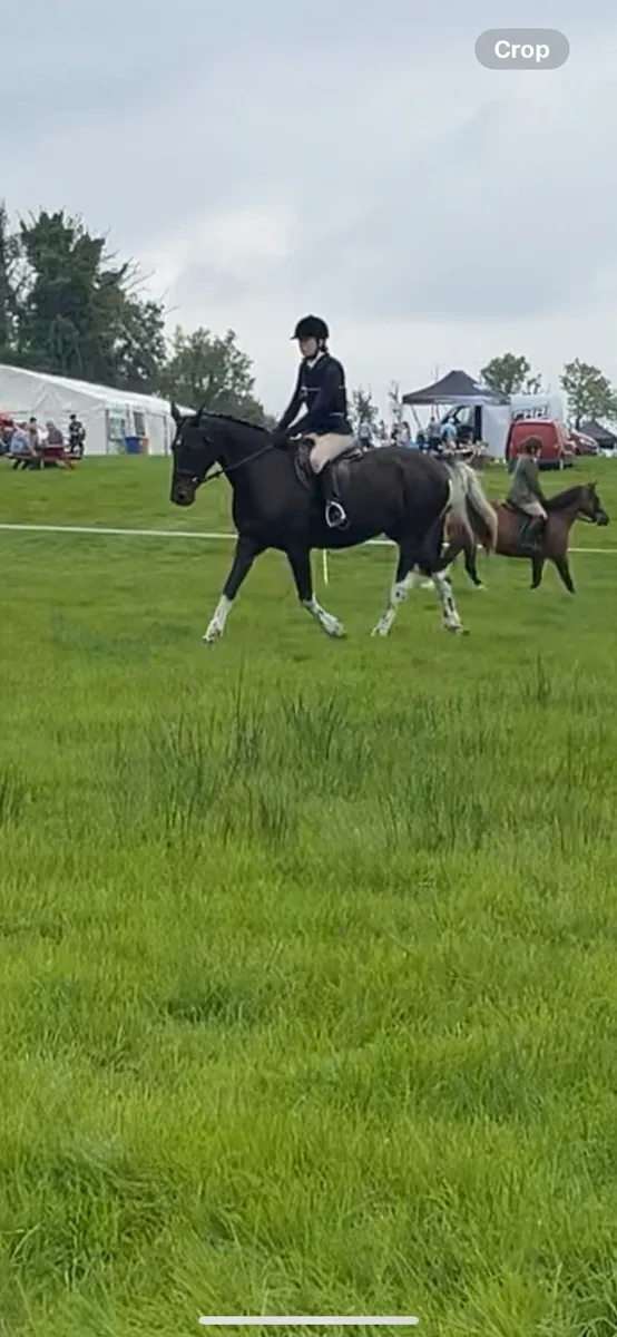 14.2 attractive pony - Image 3