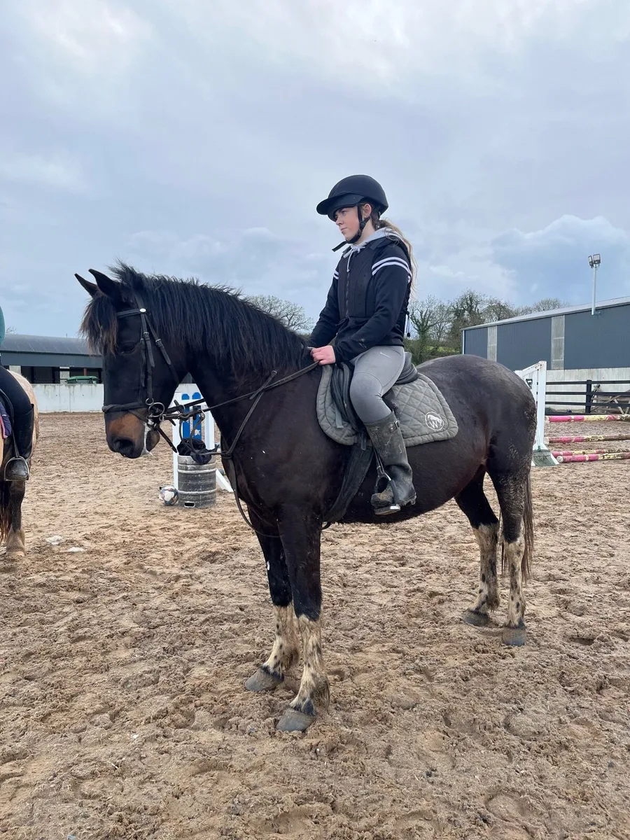 14.2 attractive pony - Image 4