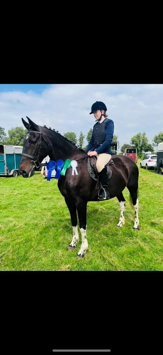 14.2 attractive pony - Image 1