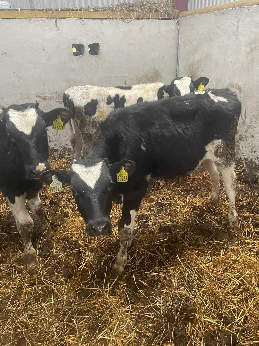Fr Bull weanlings - Image 1