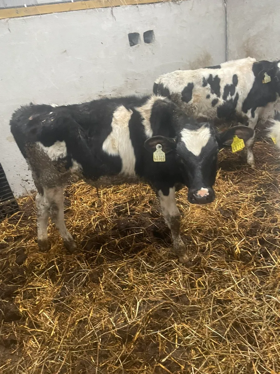 Fr Bull weanlings - Image 3