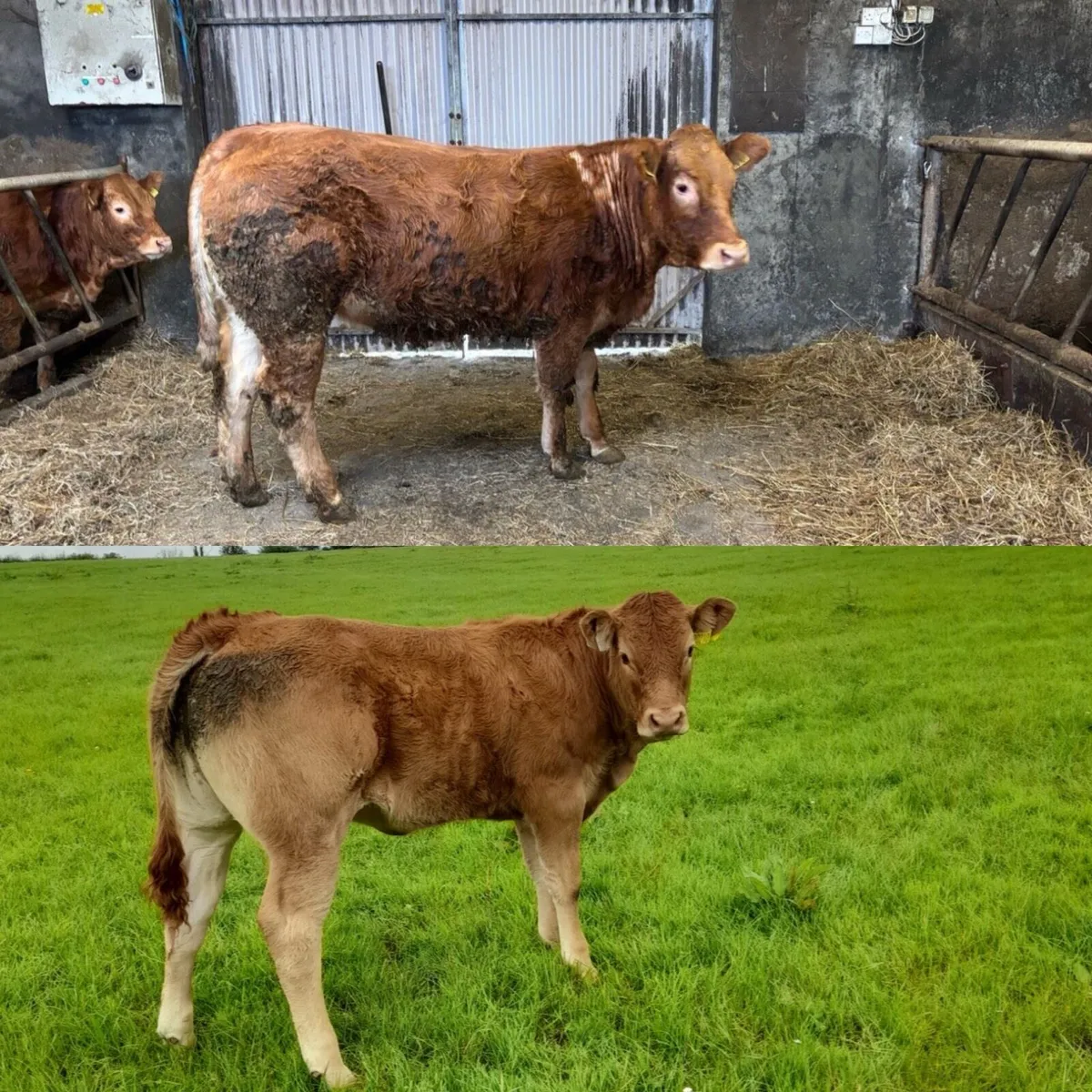 2 A.I PBR Limousin heifers - Image 1