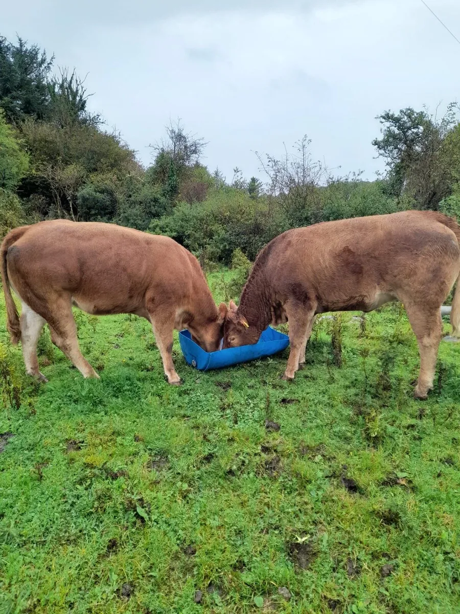 2 A.I PBR Limousin heifers - Image 3