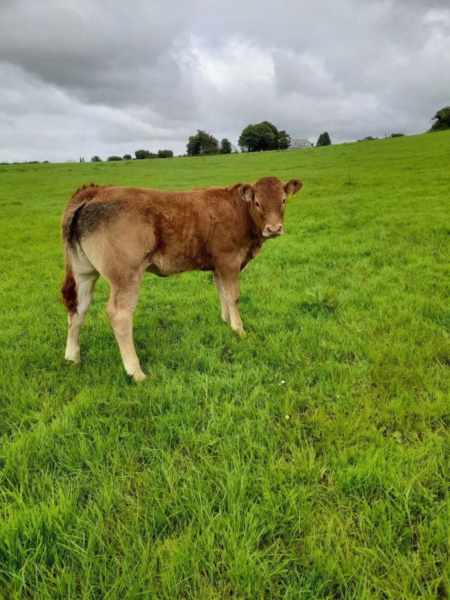 2 A.I PBR Limousin heifers - Image 4
