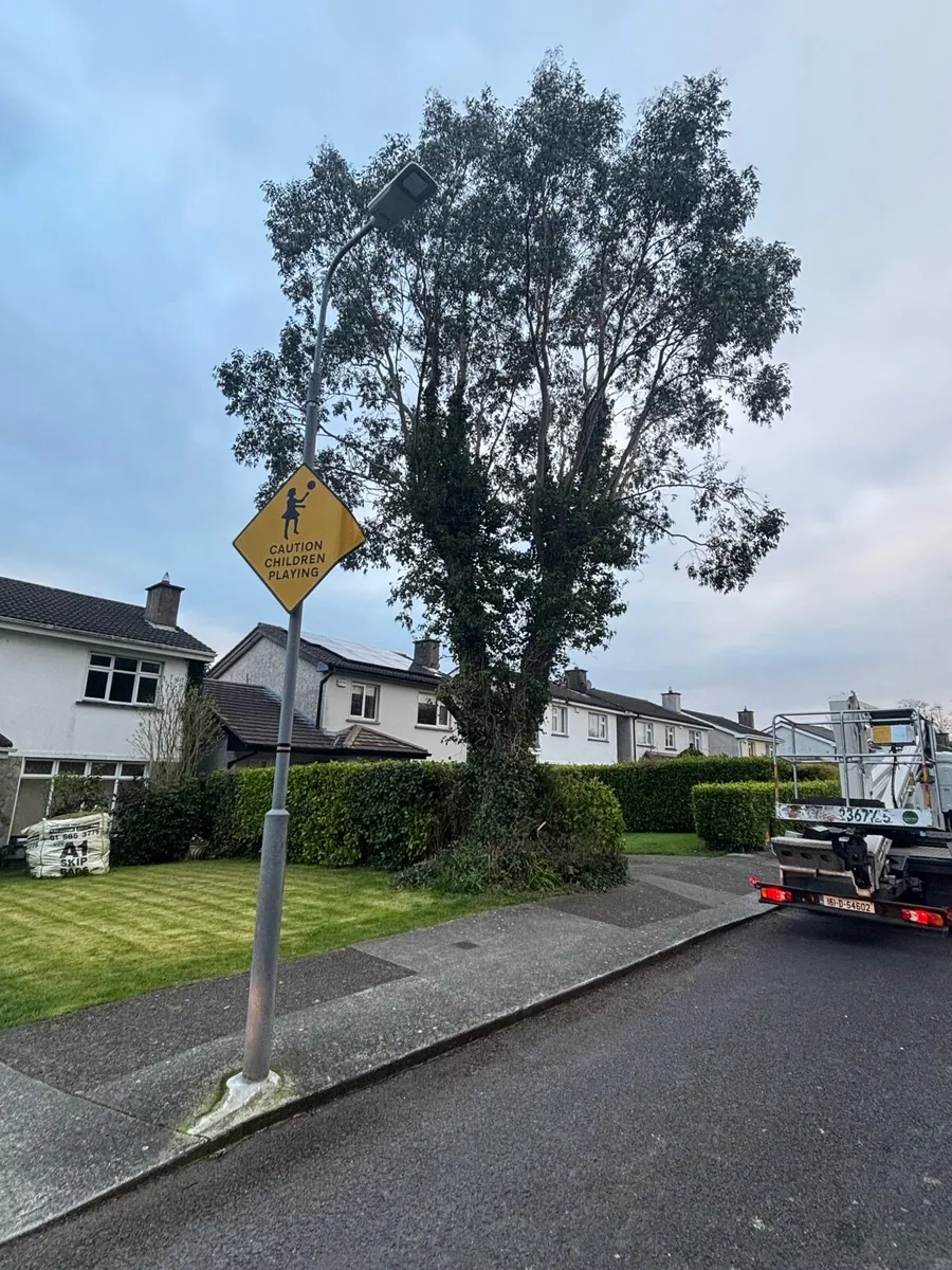 Tree Services - Image 3