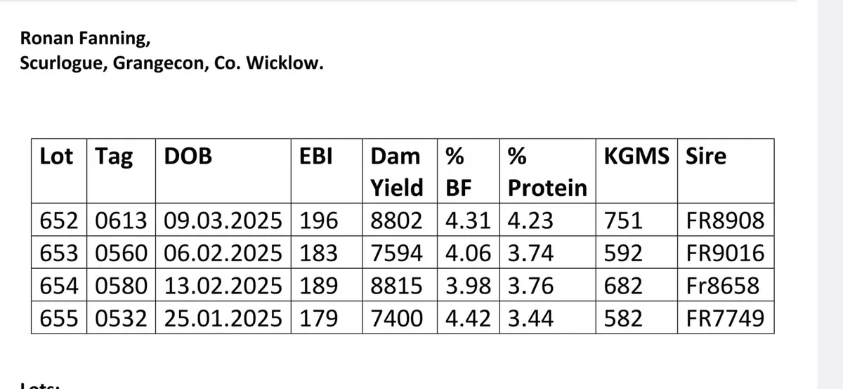 On sale in Carnew mart today - 4 maiden heifers. - Image 4