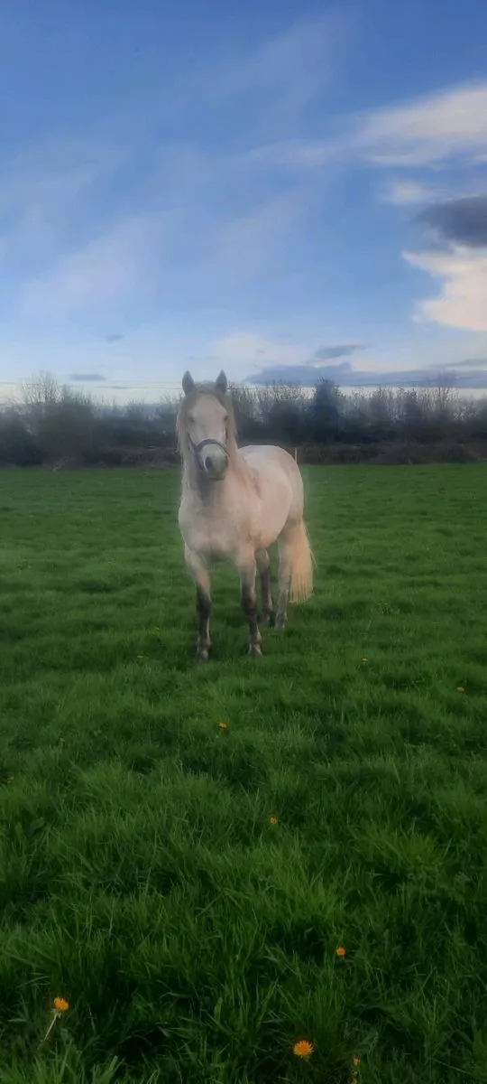 Connemara gelding 4yo - Image 1