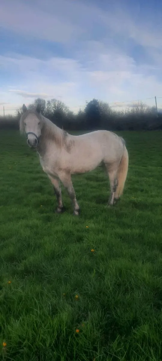 Connemara gelding 4yo - Image 2