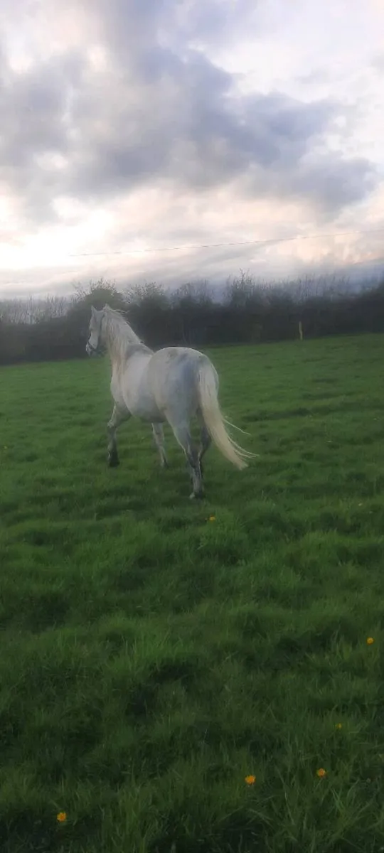 Connemara gelding 4yo - Image 3