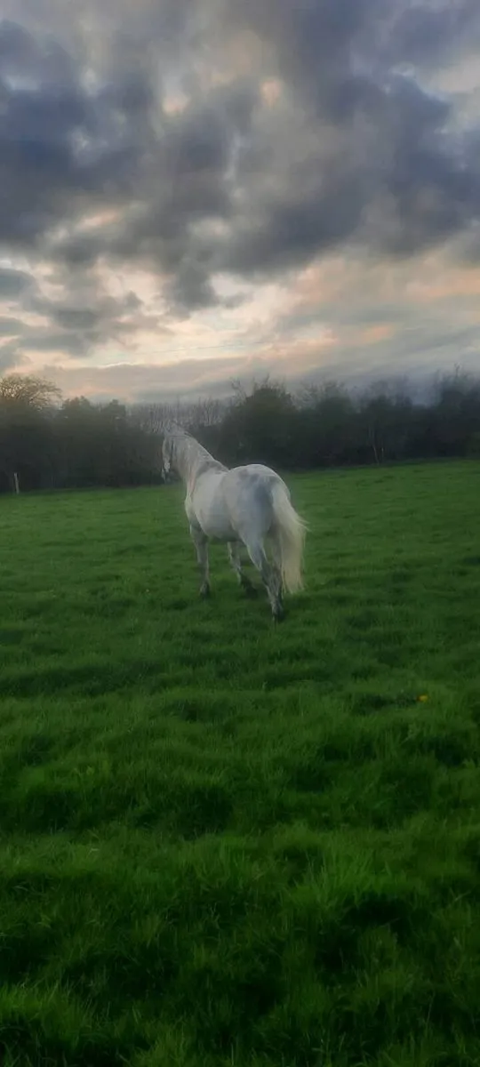 Connemara gelding 4yo - Image 4