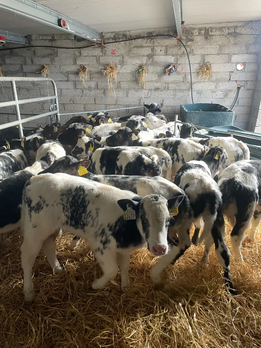Calves for sale - Image 1