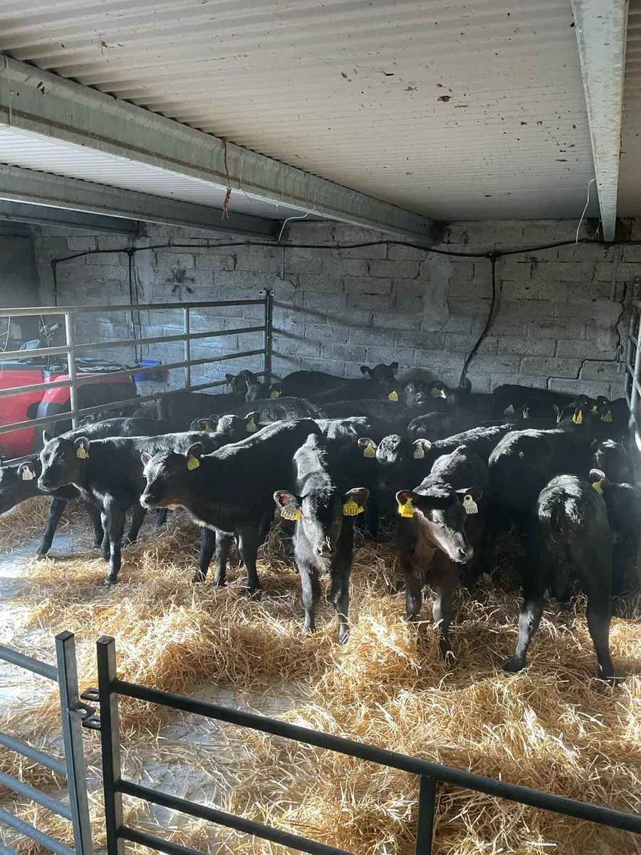 Calves for sale - Image 2