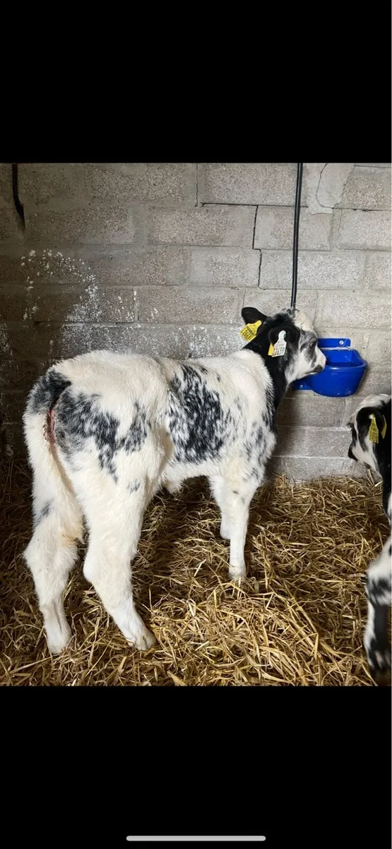 Calves for sale - Image 4