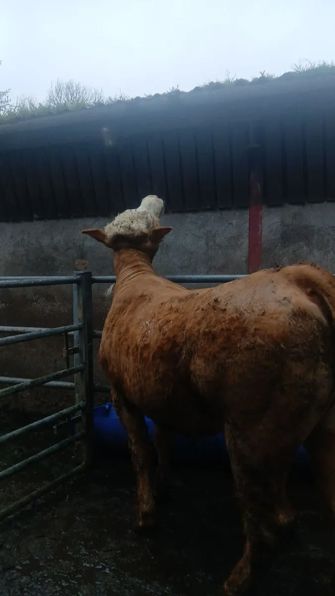 Breeding heifers - Image 1