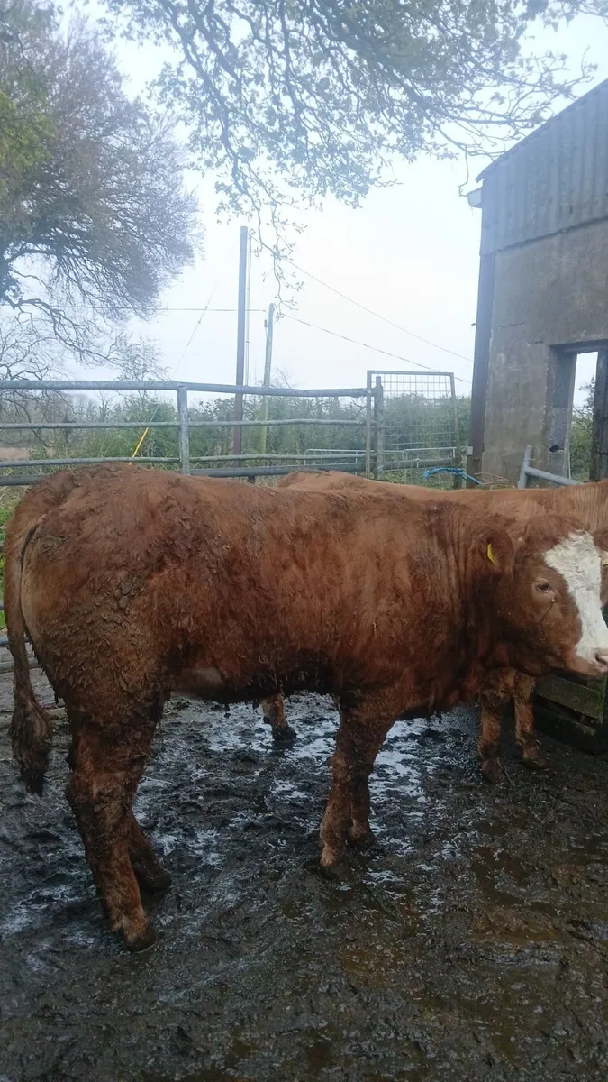 Breeding heifers - Image 2