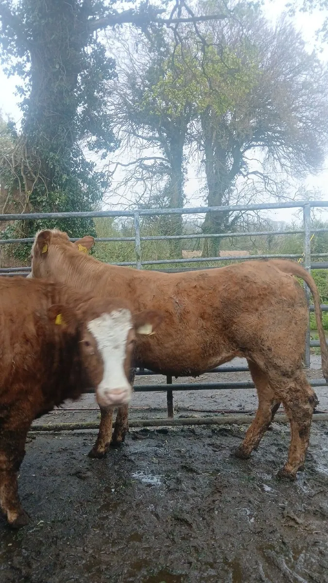 Breeding heifers - Image 4