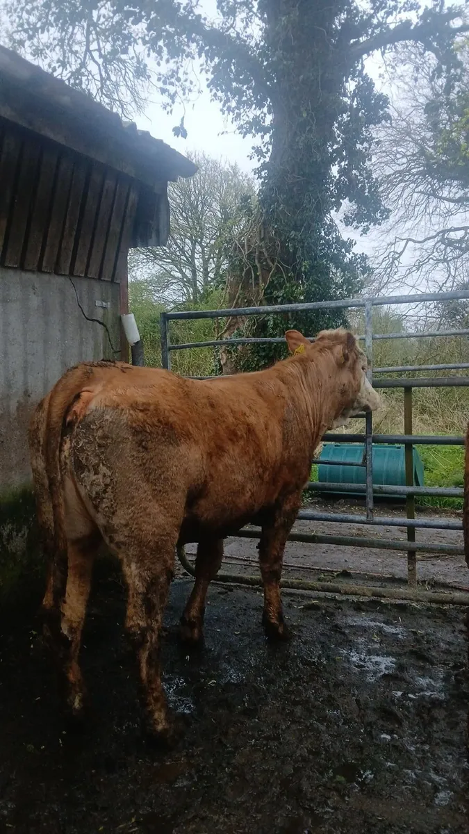 Breeding heifers - Image 3