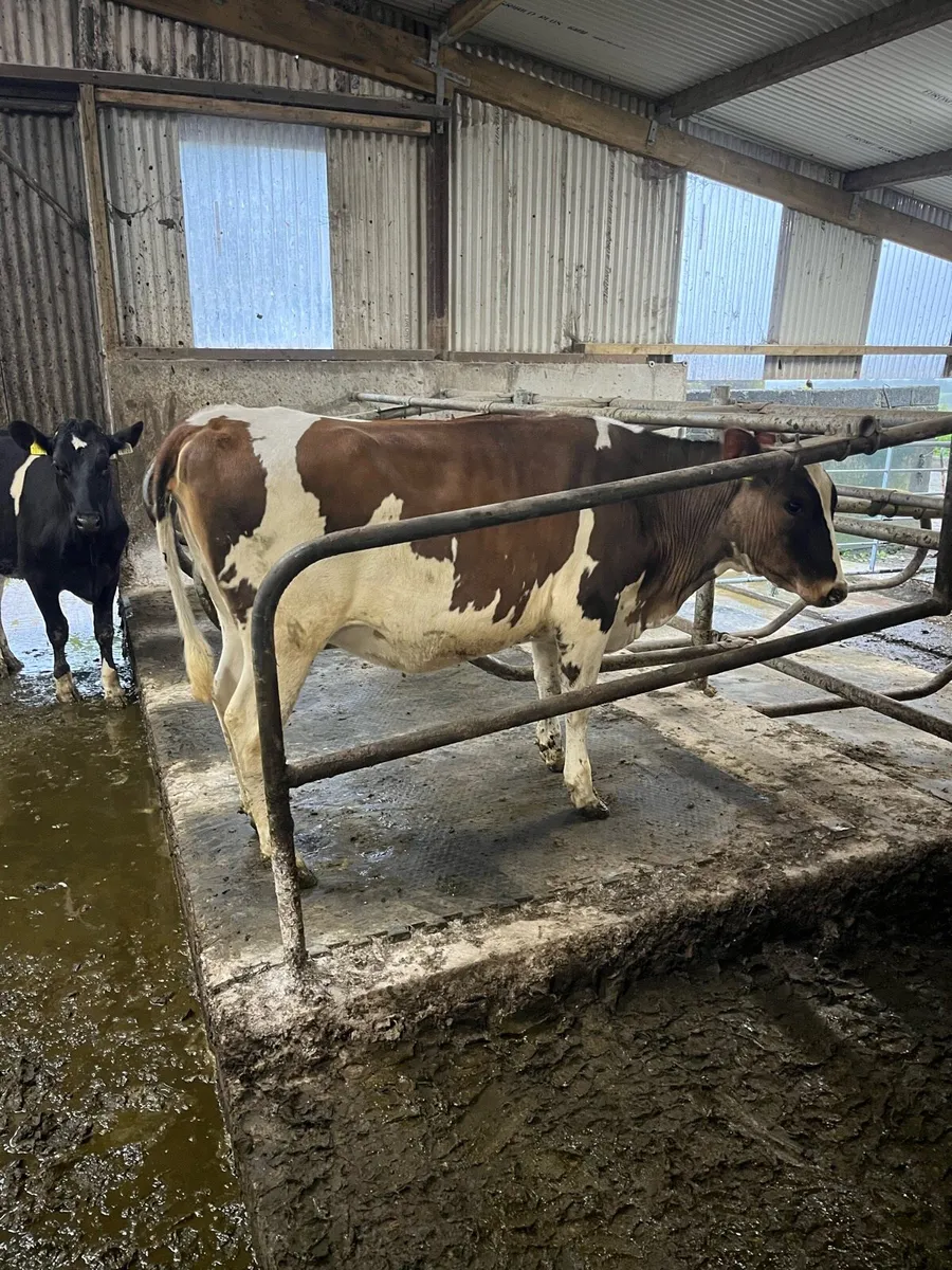 Maiden heifers - Image 1