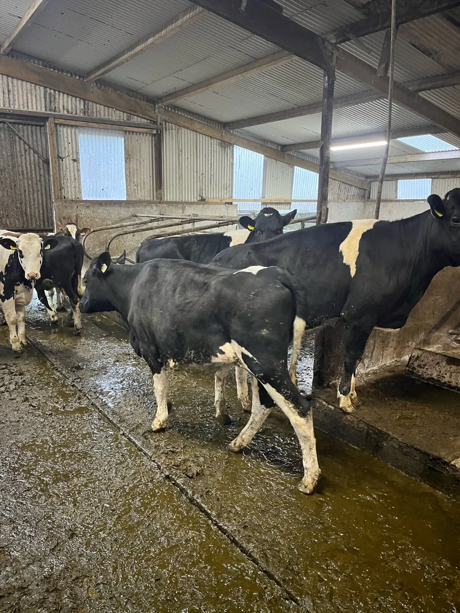 Maiden heifers - Image 2