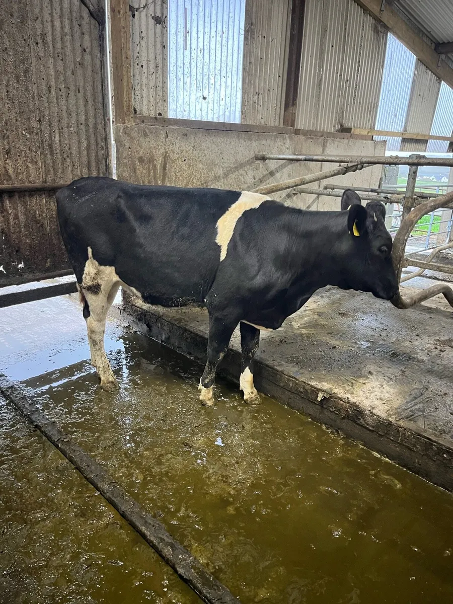 Maiden heifers - Image 3