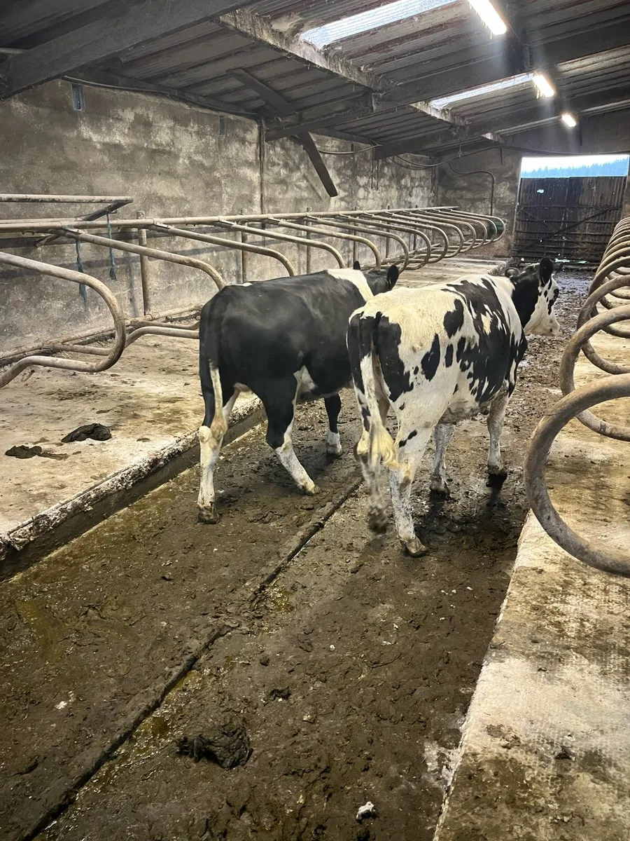 Maiden heifers - Image 4