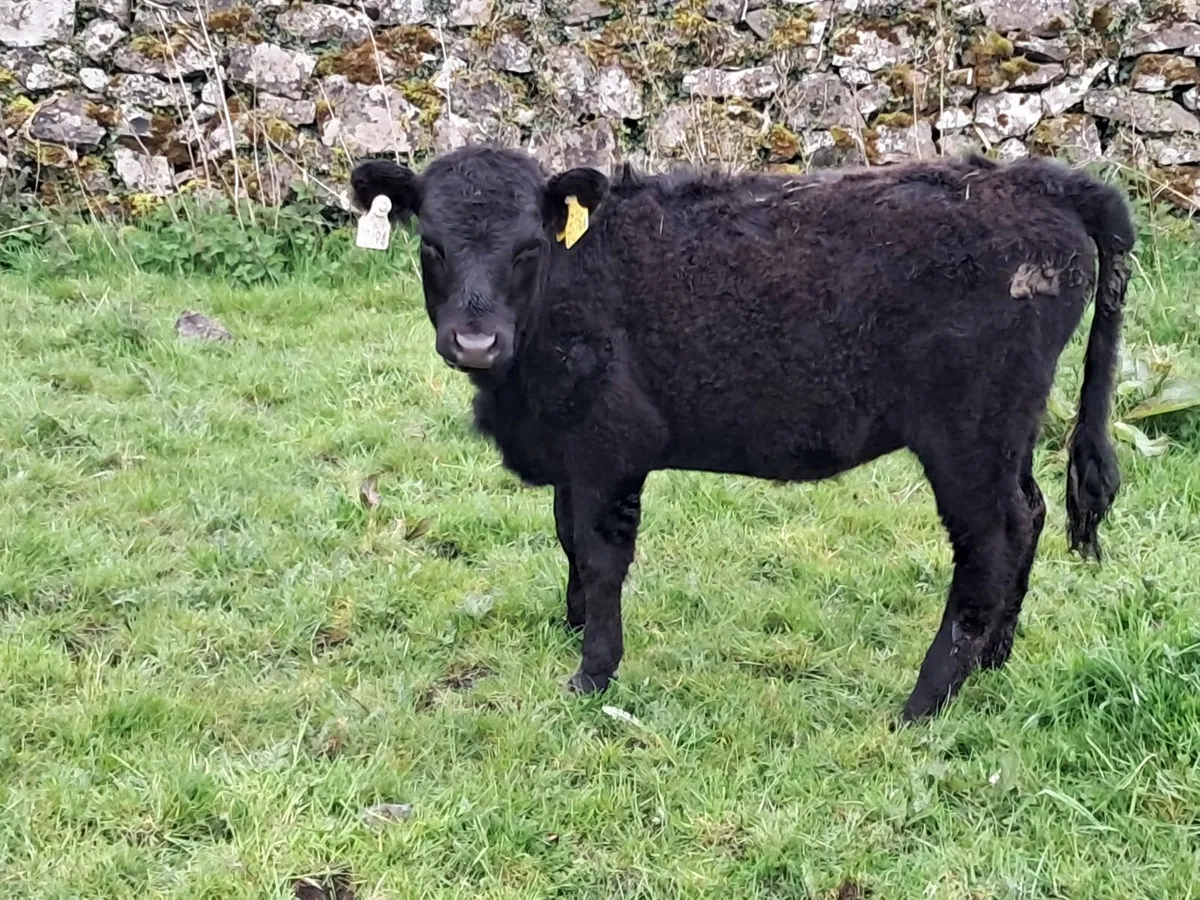 PBR Dexter heifer weanlings - Image 2