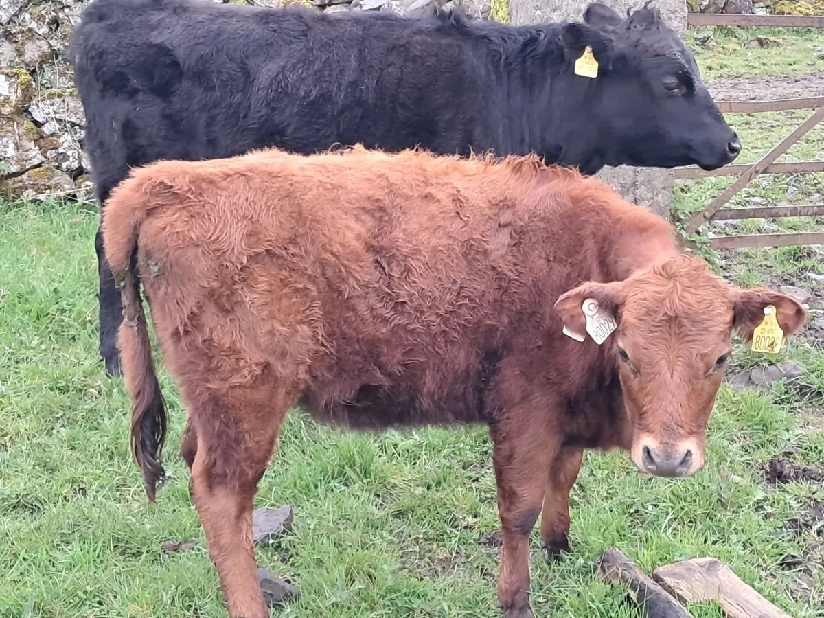 PBR Dexter heifer weanlings - Image 3